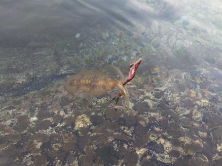 凪エギングIN対馬