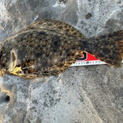 アオリイカ釣りたい!