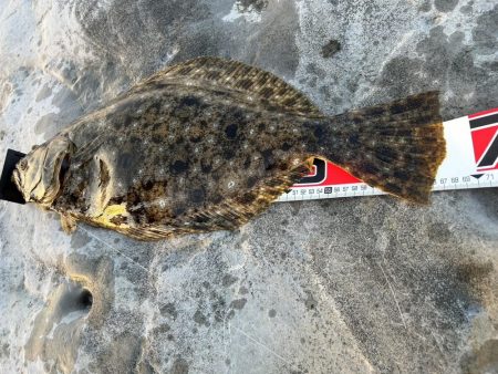 アオリイカ釣りたい!