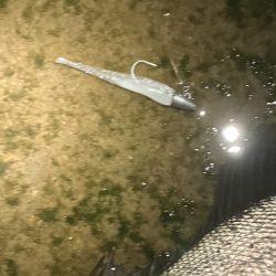 シラスパターン