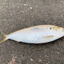 サビキ釣りで良型サイズのマイワシが大量に釣れる！！