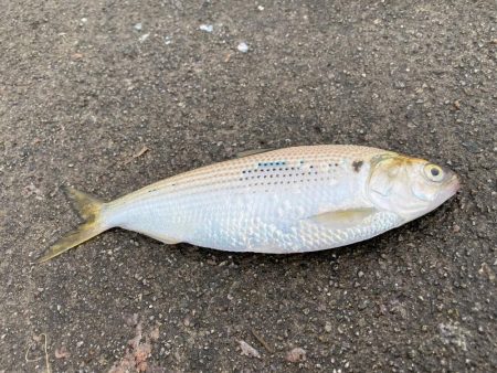 サビキ釣りで良型サイズのマイワシが大量に釣れる！！