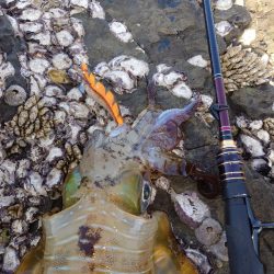 凪エギングIN対馬