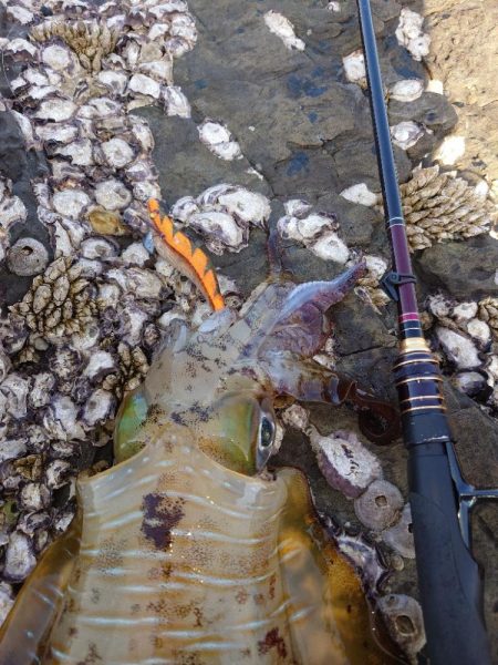 凪エギングIN対馬