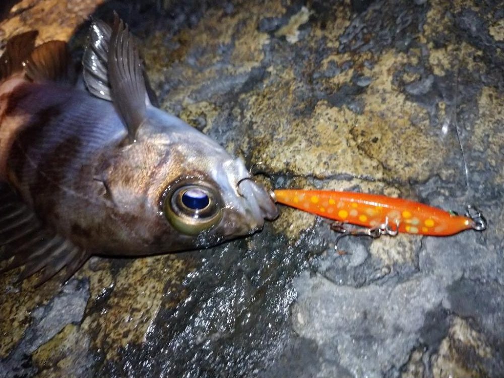 makopenでメバルプラッギング
