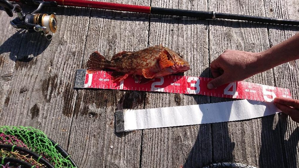 筏釣り(チヌ、コフダイ、五目