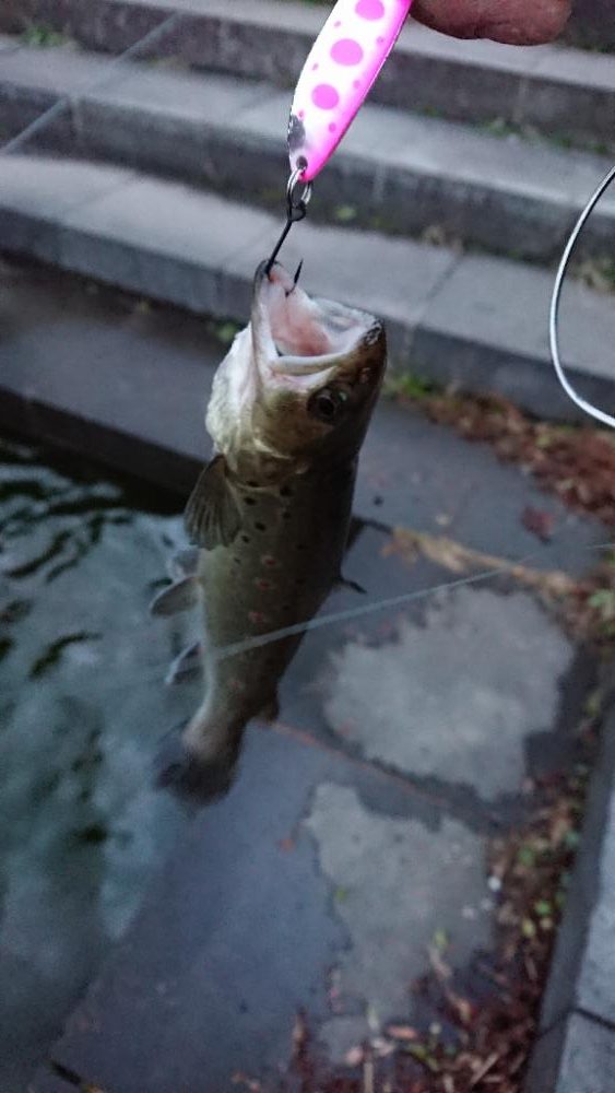 バス釣りからトラウト狙いにシフト