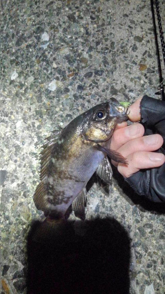 春告魚を求めて