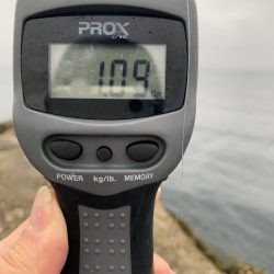 エギング最高！