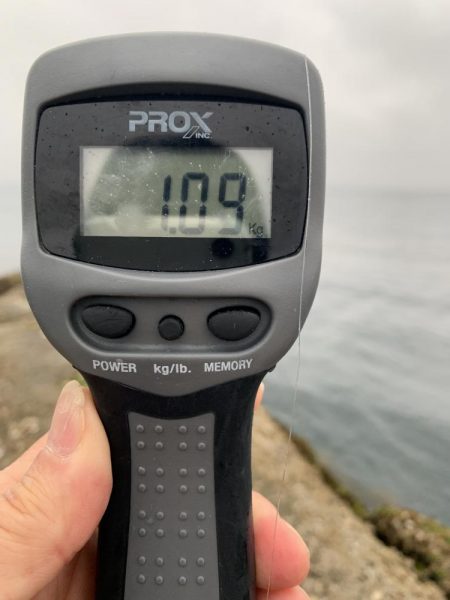 エギング最高！