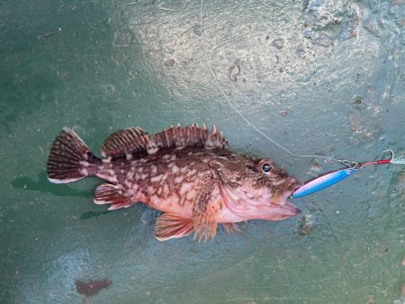 アコウいたよ。