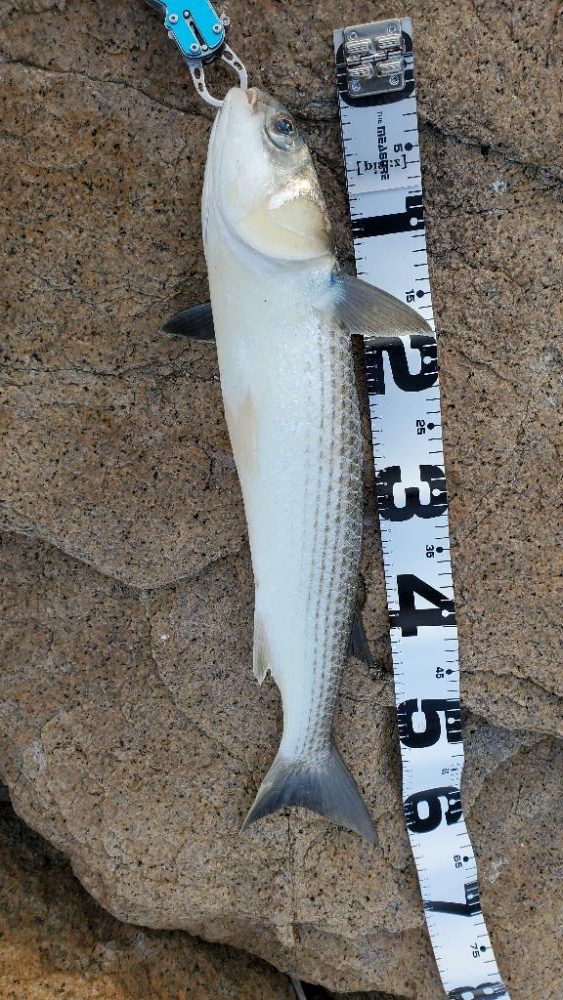 淀川ハードチニング