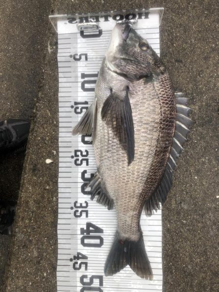 イチノ兄弟（兄）釣果！