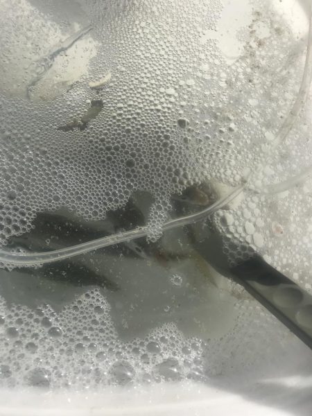 朝マズメのアジ釣り