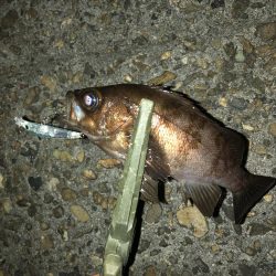 メバルプラッギング