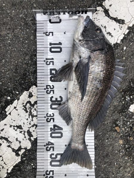 年無し4枚❗️（イチノ兄弟）