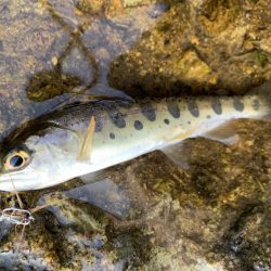 渓流解禁‼︎