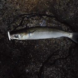 終了間際に本命のヒット…。