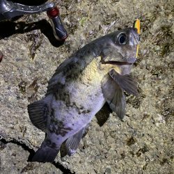 メバリング釣行