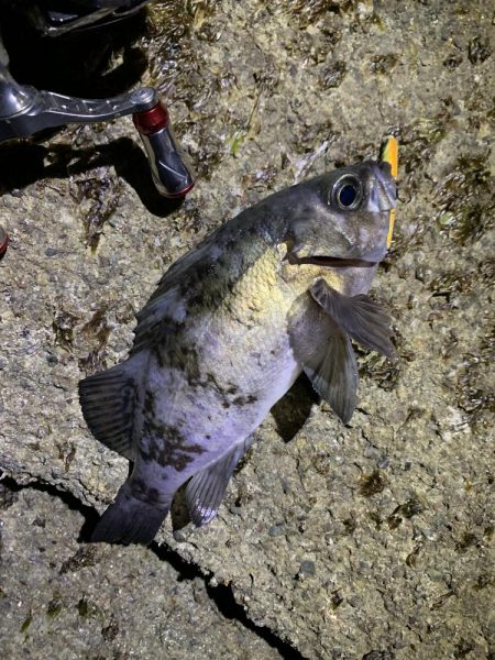 メバリング釣行