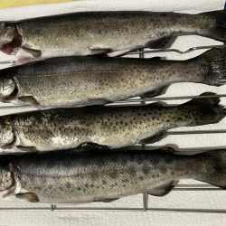 今年、初エリアトラウト!