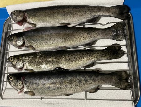 今年、初エリアトラウト!