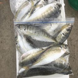 朝のアジ釣り絶好調