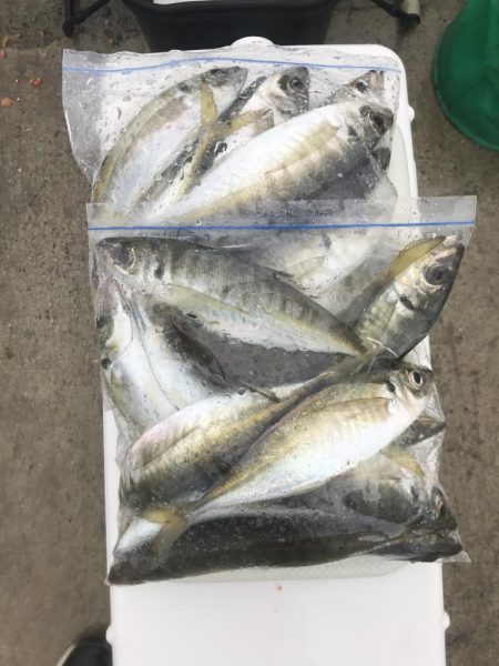 朝のアジ釣り絶好調