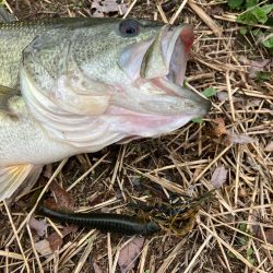 近所の川で50UPプリスポーン