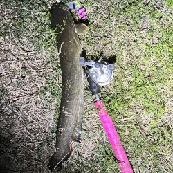 2023年の初ナマズさん