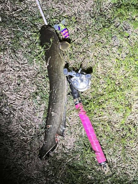 2023年の初ナマズさん