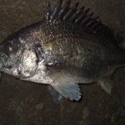 ベイトフィネスでチニング&メバルプラッギング