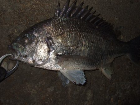 ベイトフィネスでチニング&メバルプラッギング