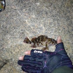 メバル調査なのに‥