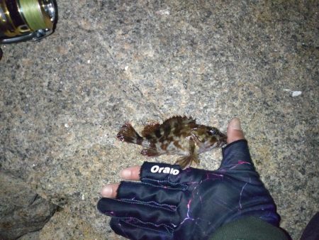 メバル調査なのに‥