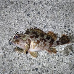 鬼爪がグッジョブでした