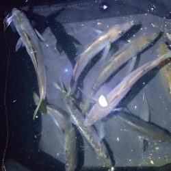 尺アジおらずも春到来