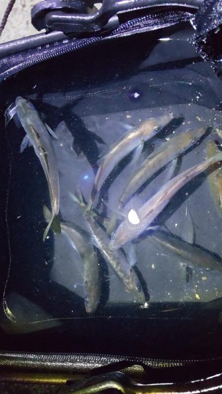 尺アジおらずも春到来