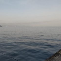 アジ沸きまくりでメジロ