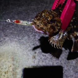 メバルプラッキング