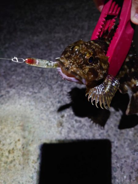 メバルプラッキング