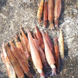 リュウグウノツカイ