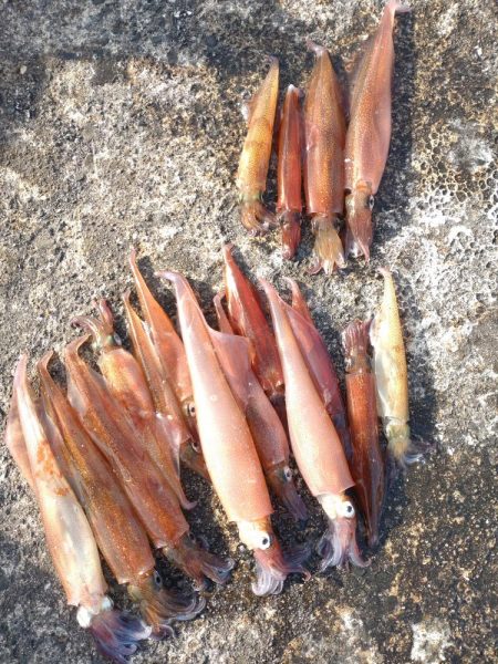 リュウグウノツカイ