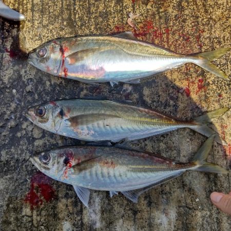 デカ鯵爆釣果！記録更新！