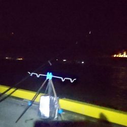 夜に釣れるとは…