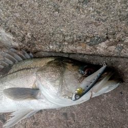 プチsalt water game