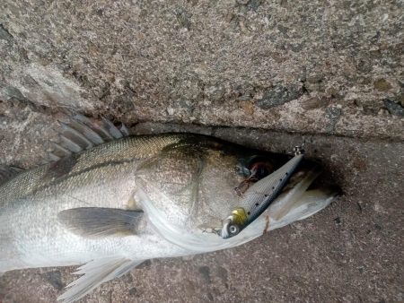 プチsalt water game