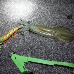 コウイカヤリイカ