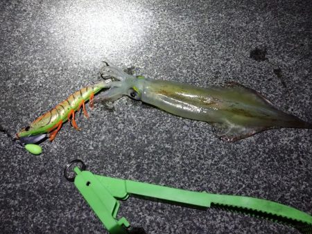 コウイカヤリイカ