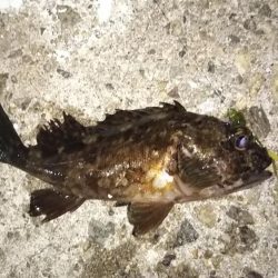 久し振りに遊んでもらいました!